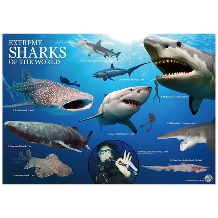 Wild Science WILD Science, Environmental Science, Extreme Sharks of the World, For Ages 6+ WES942